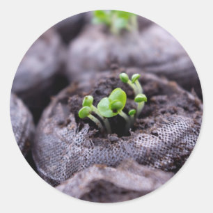 Adesivo Planta da manjericão do bebê