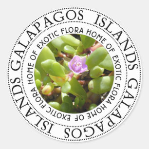 Adesivo Planta de Sesuvian das Ilhas Galápagos