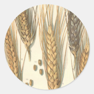 Adesivo Planta de Trigo Resistente à Seca, Agricultura Ant