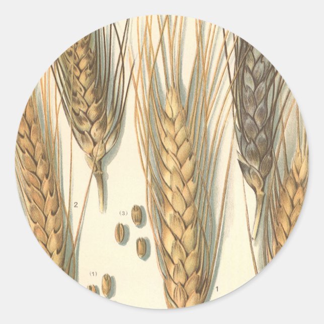Adesivo Planta de Trigo Resistente à Seca, Agricultura Ant (Frente)