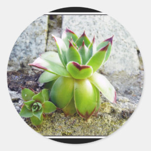 Adesivo planta do succulent