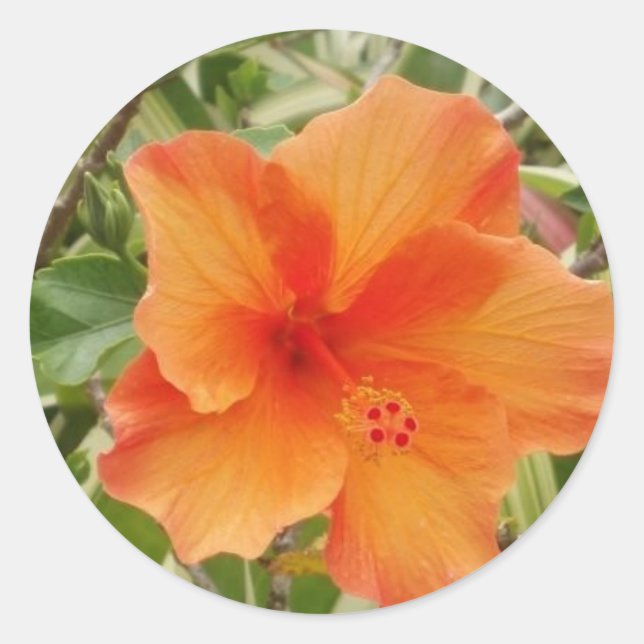 Adesivo planta hibiscus laranja hawaii (Frente)