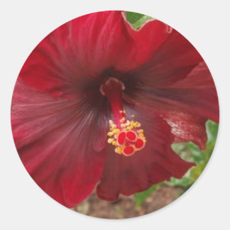 Adesivo planta hibiscus vermelha do Havaí