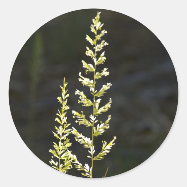 Adesivo Planta Verde (Frente)