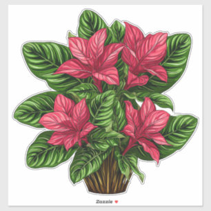 Adesivo Planta Vibrante de Poinsettia Rosa com Folhas Verd