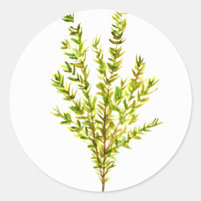 Adesivo Plantas aromáticas por tomilho (Frente)