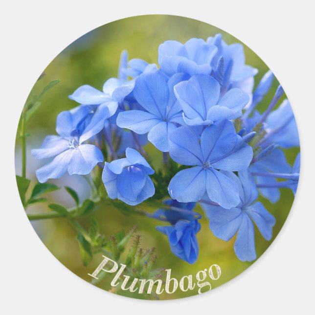 Adesivo Plumbago - Imagem de Flores Azuis de Verão (Frente)