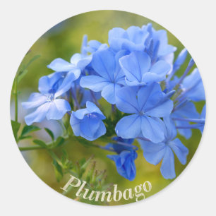 Adesivo Plumbago - Imagem de Flores Azuis de Verão