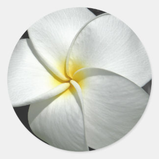Adesivo Plumeria Sticker