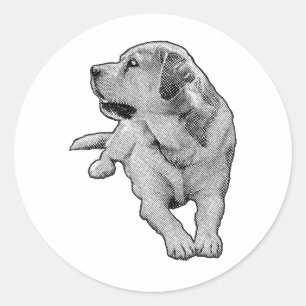 Adesivo Pocket Daydrey, Retriever
