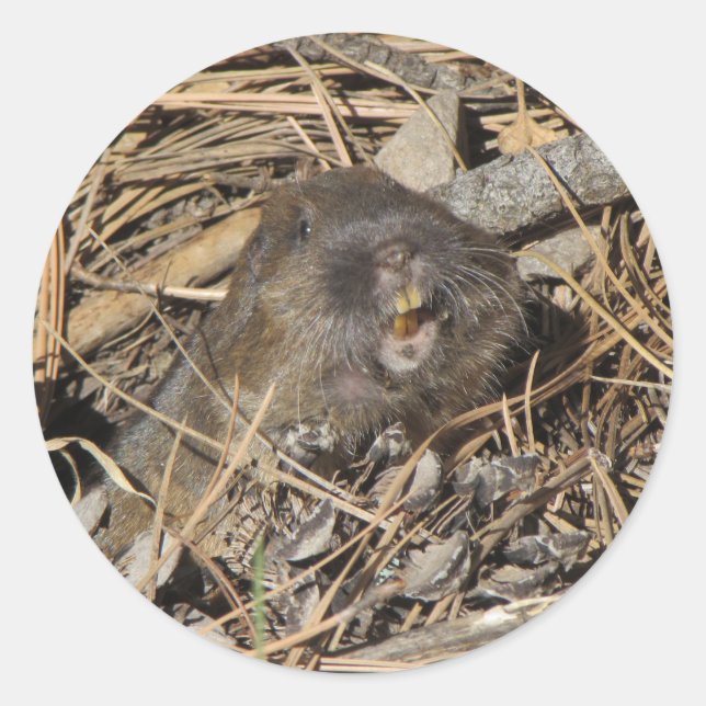 Adesivo Pocket Gopher (Frente)