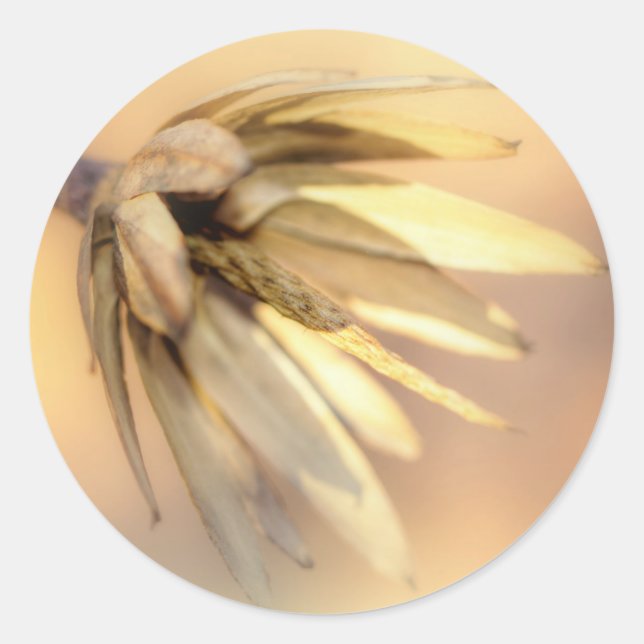 Adesivo Pod de Semente Vazia do Poplar (Frente)