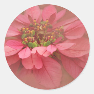 Adesivo Poinsettias com Rubor Rosa Arte Digital