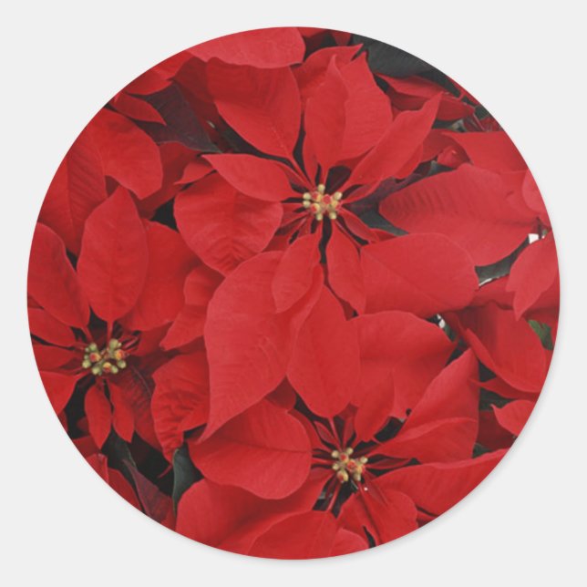 Adesivo Poinsettias para o Natal (Frente)