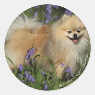 Adesivo Pomeranian que olha a câmera nos Bluebells