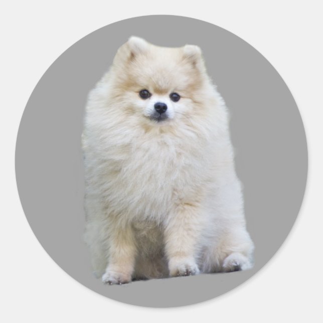 Adesivo Pomeranian Sticker (Frente)