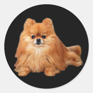 Adesivo Pomeranian Sticker