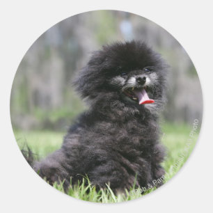 Adesivo Pomeranian superior preto