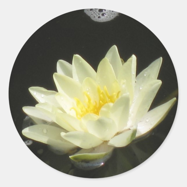 Adesivo Pond Lily Sticker Amarelo (Frente)