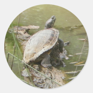 Adesivo Pond Turtle Stickers