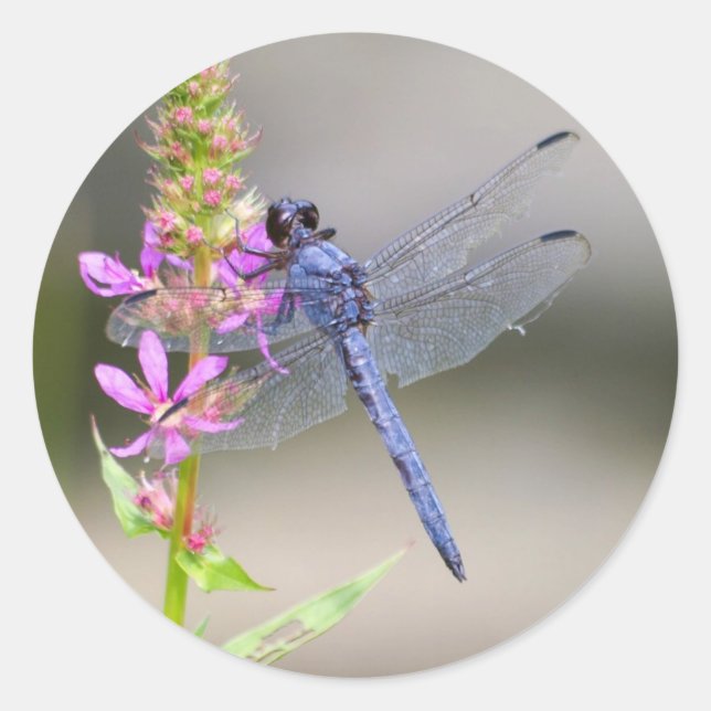 Adesivo Pondhawk Oriental (Frente)