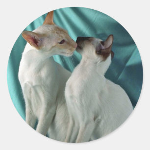 Adesivo Ponto Siamese, vermelho & ponto do selo