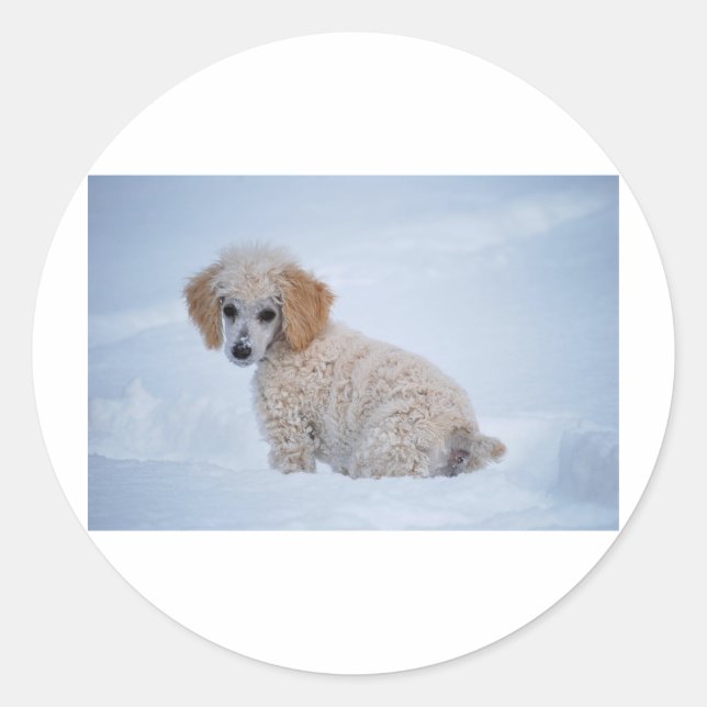 Adesivo Poodle Branca em precioso Puppy na neve (Frente)