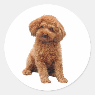 Adesivo Poodle - Brinquedo (Damasco)