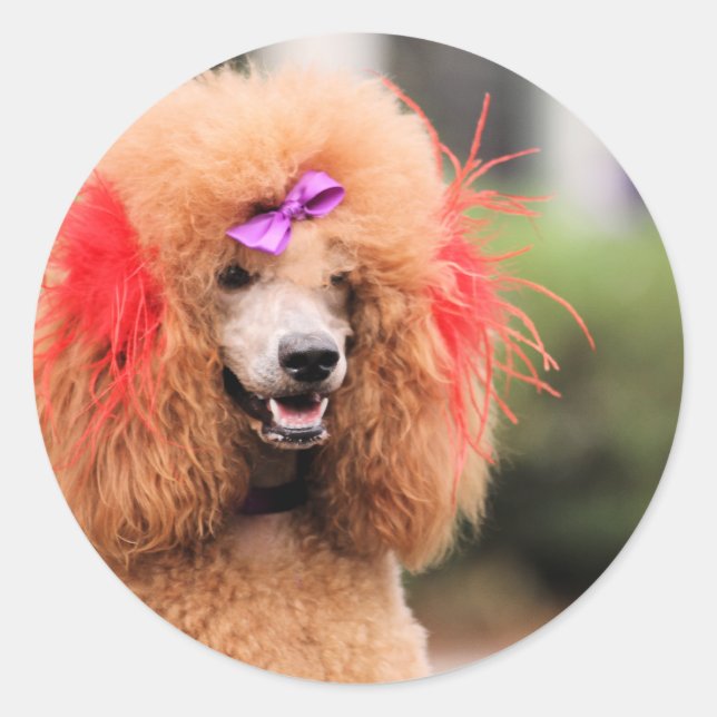 Adesivo Poodle Day 2010 #1 (Frente)