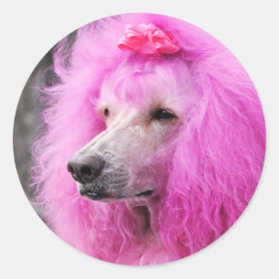 Adesivo Poodle Day 2010 #11