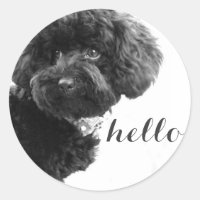 Poodle de Brinquedo Preto em Fotografia B&W Person