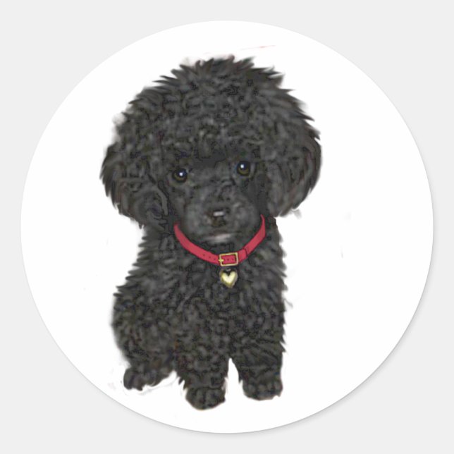 Adesivo Poodle Miniatura ou Brinquedo - Preto 1 (Frente)