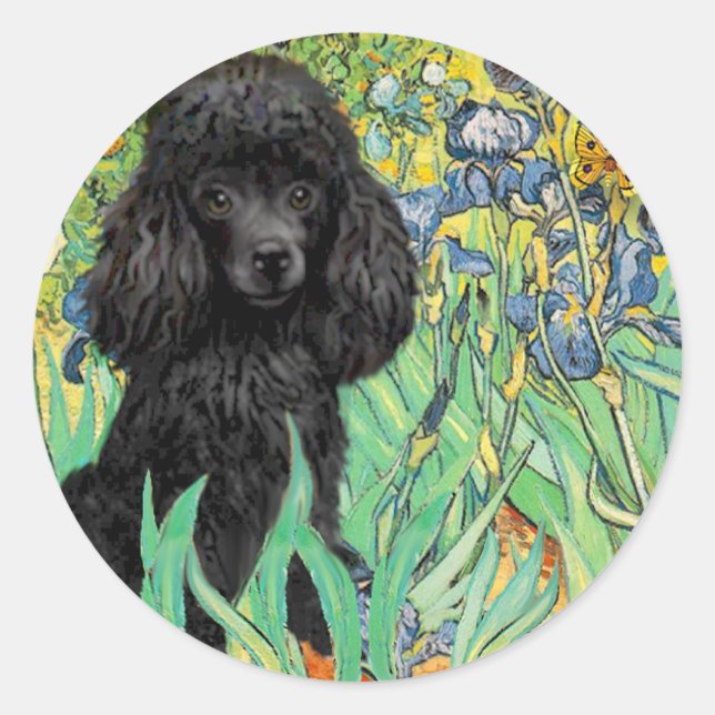Adesivo Poodle (preto 1) - Íris (Frente)