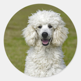 Adesivo Poodle White Dog Photo