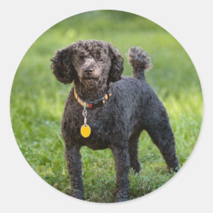 Adesivo Poodles
