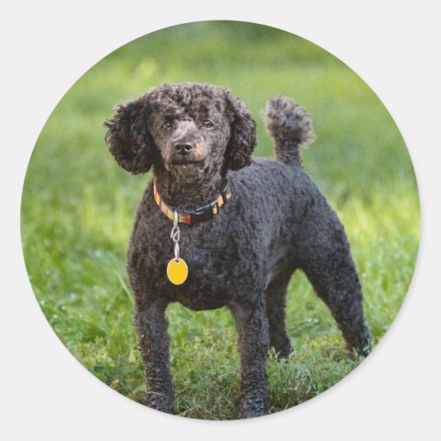 Adesivo Poodles (Frente)