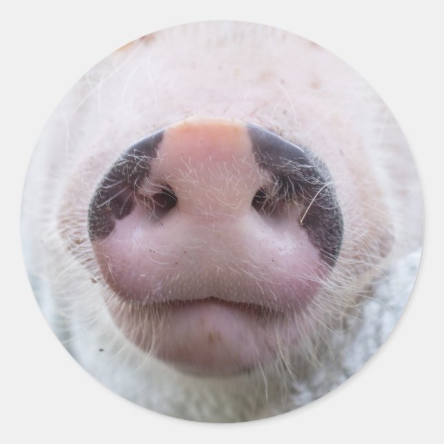 Adesivo Poppy e Podrick Sticker (Frente)