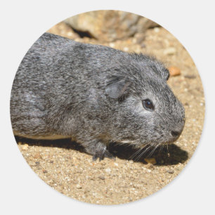 Adesivo Porco-guincho andando na areia