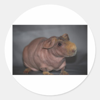 Adesivo Porco magro