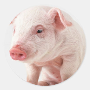 Adesivo Porco pequeno