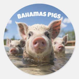 Adesivo Porcos Nadadores das Bahamas - Aventura na Praia d