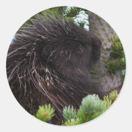 Adesivo porcupina