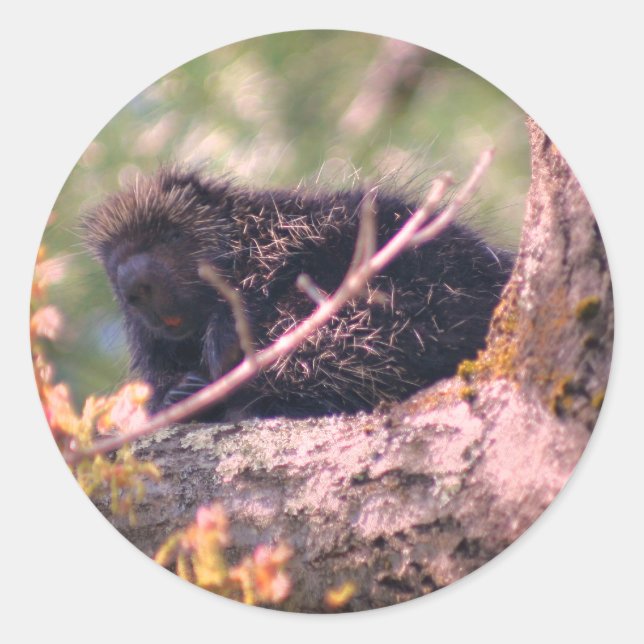 Adesivo Porcupine Wildlife Animal (Frente)