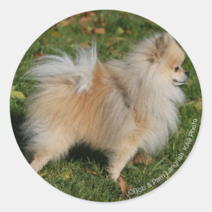 Adesivo Posição de Pomeranian