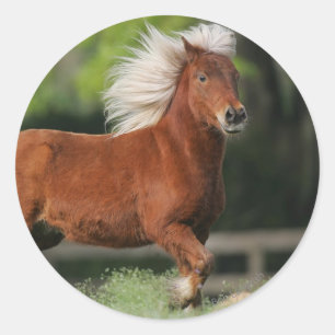 Adesivo Posição diminuta do cavalo