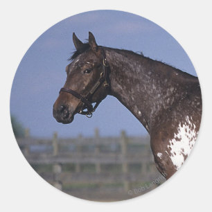 Adesivo Posição do cavalo do Appaloosa