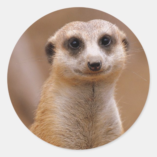 Adesivo Posing Meerkat (Frente)