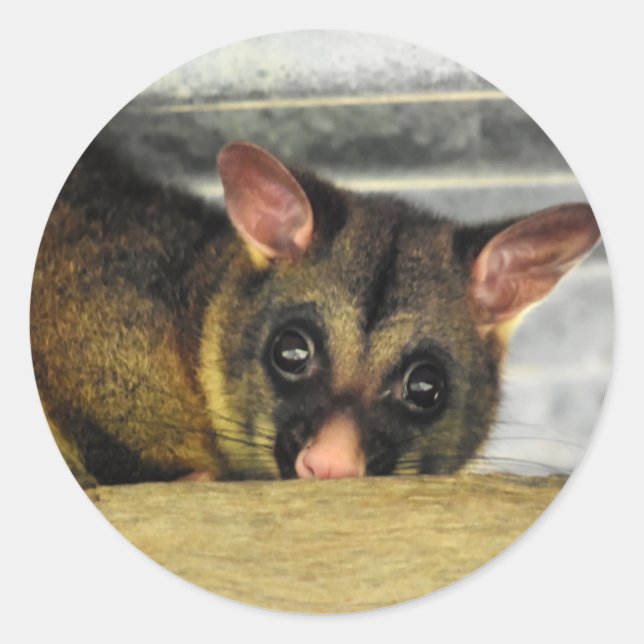 ADESIVO POSSUM QUEENLAND AUSTRÁLIA (Frente)