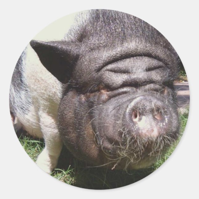 Adesivo Pote Belly (Frente)