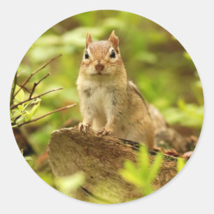 Adesivo Pouco Chipmunk na vigia